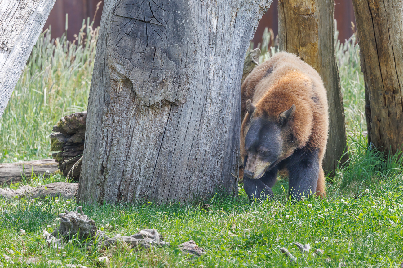 Braunbär [Ursus arctos]