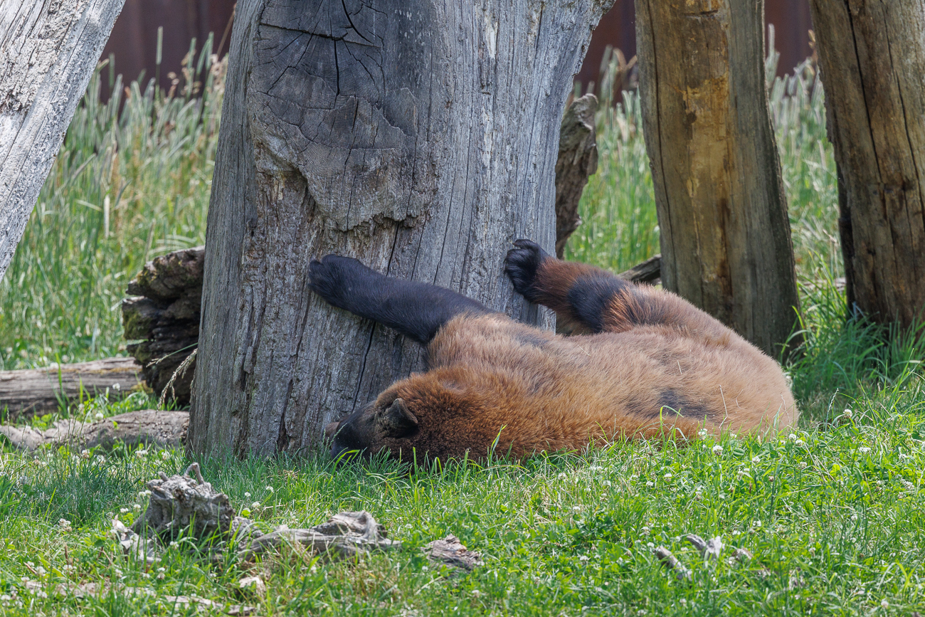 Am besten ein Schläfchen im Schatten