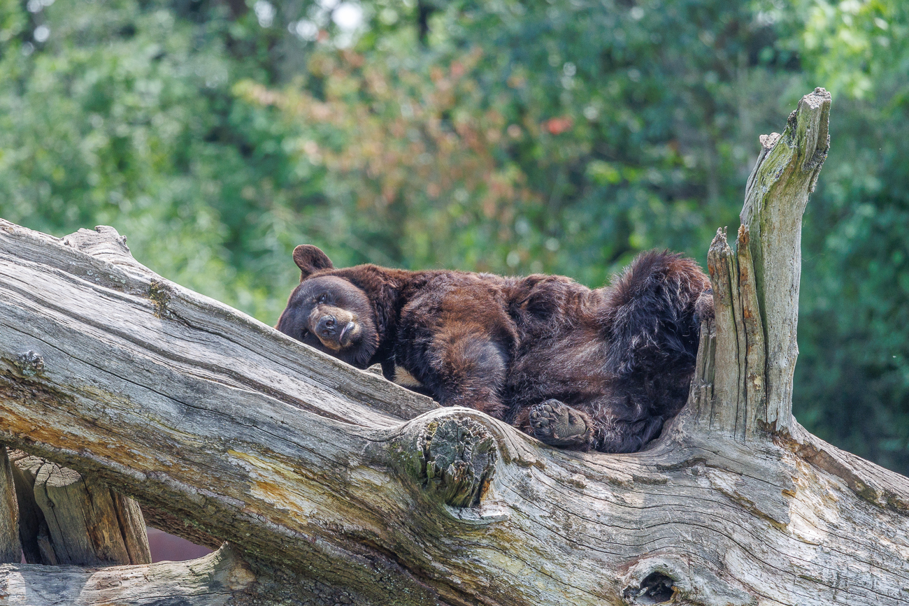 Der Kollege weiter oben macht es vor ;-)