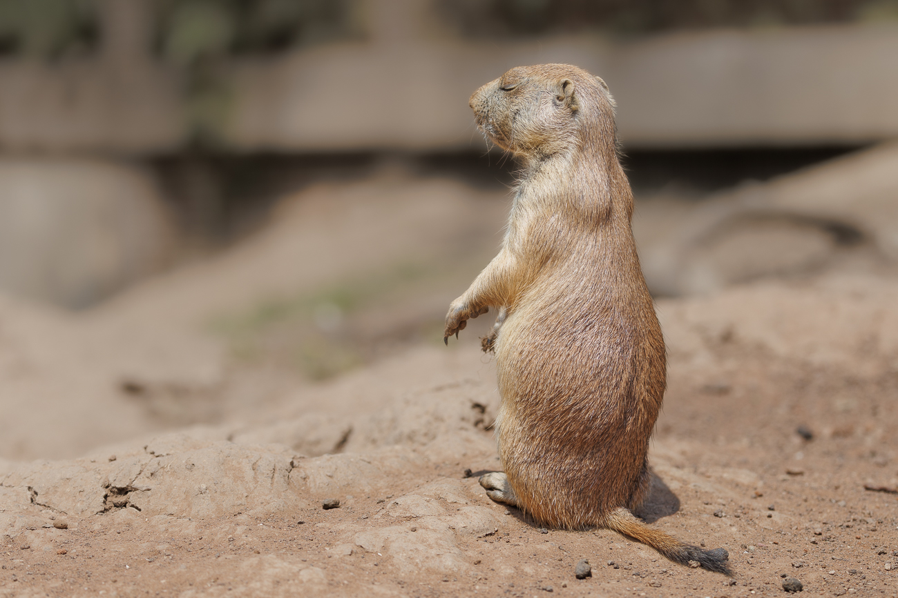 Schwarzschwanz-Präriehund [Cynomys ludovicianus]