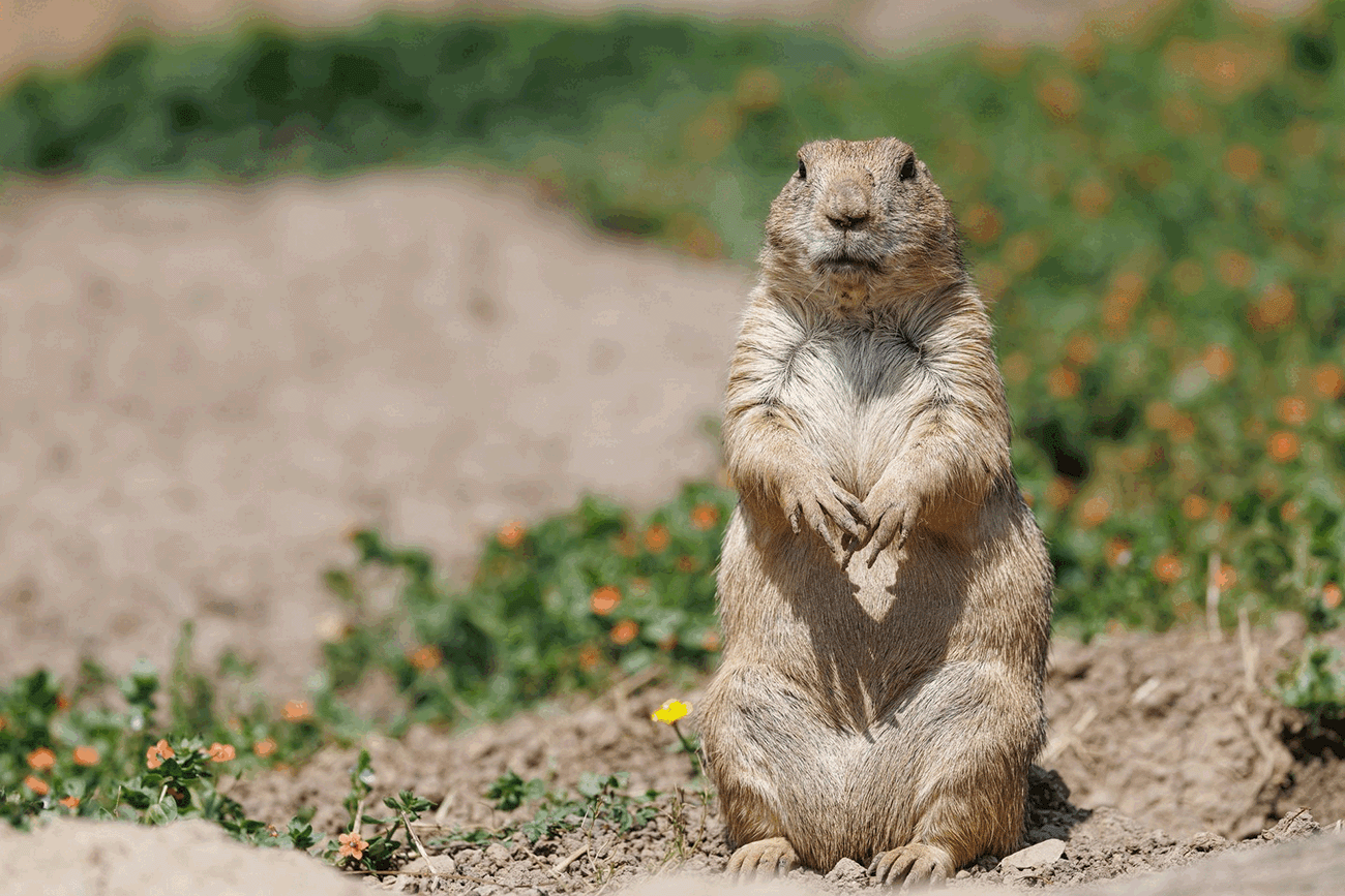 Mal höflich zuzwinkern ;-)