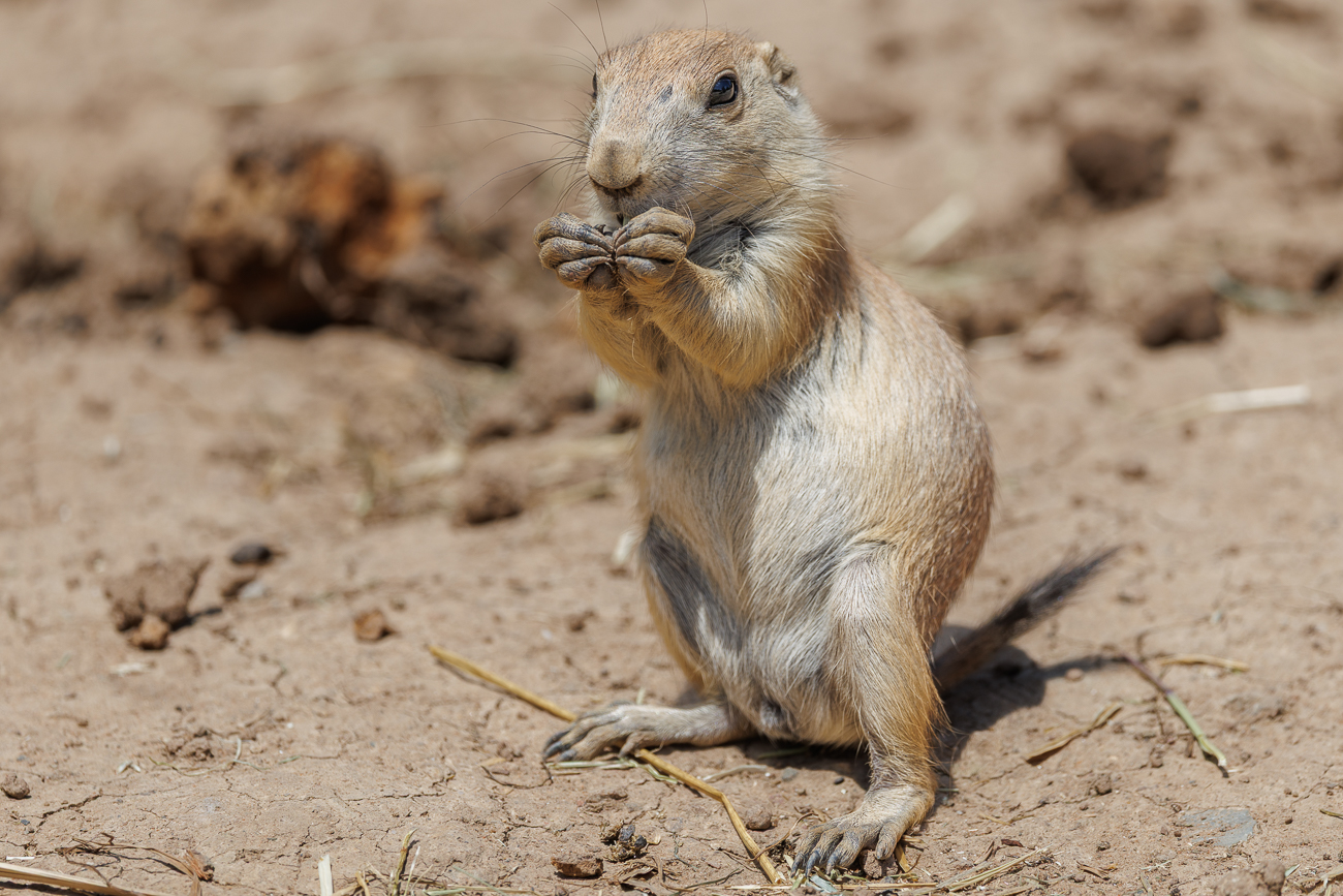 Fressen kann man immer