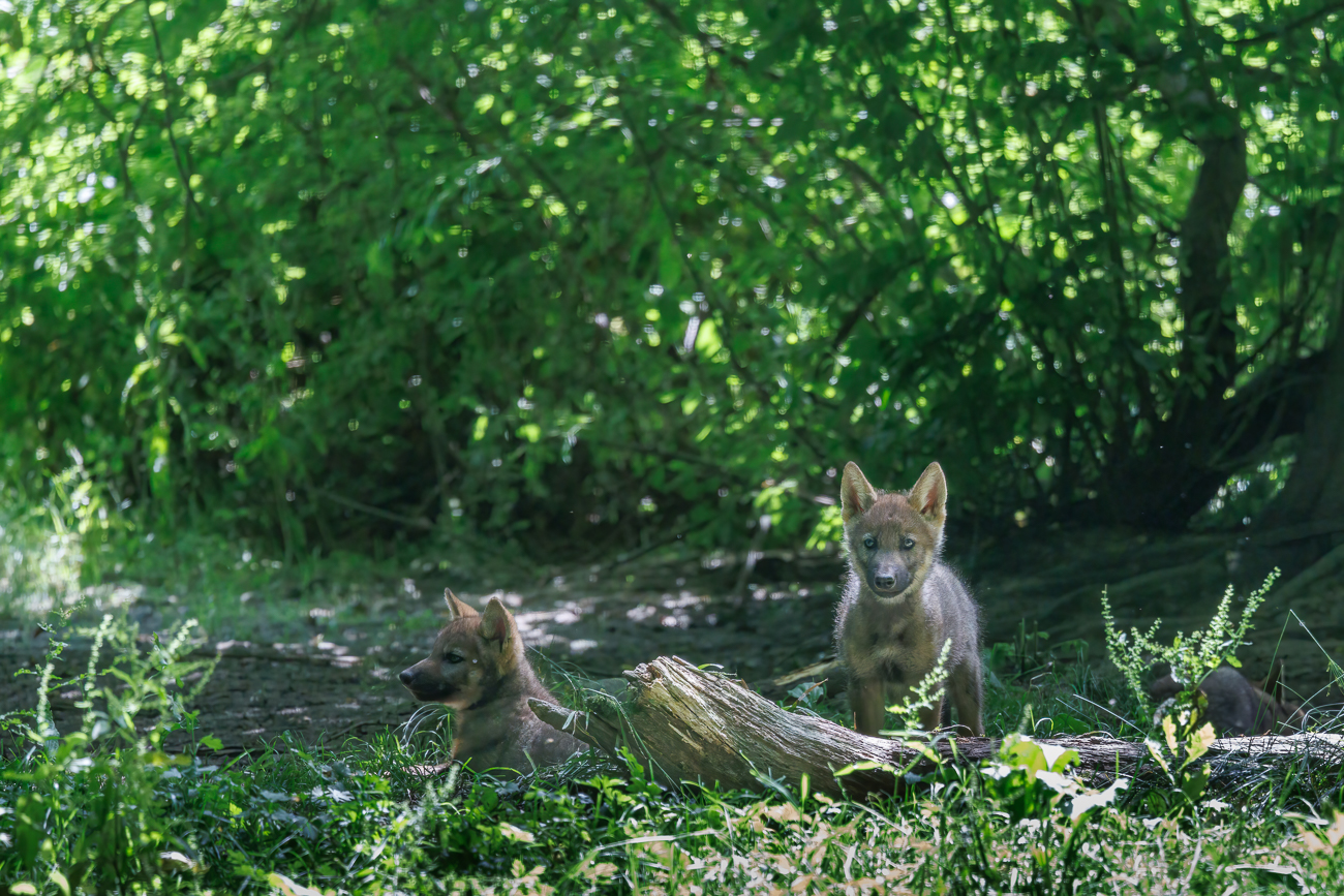 Junge Eurasische Wölfe ...