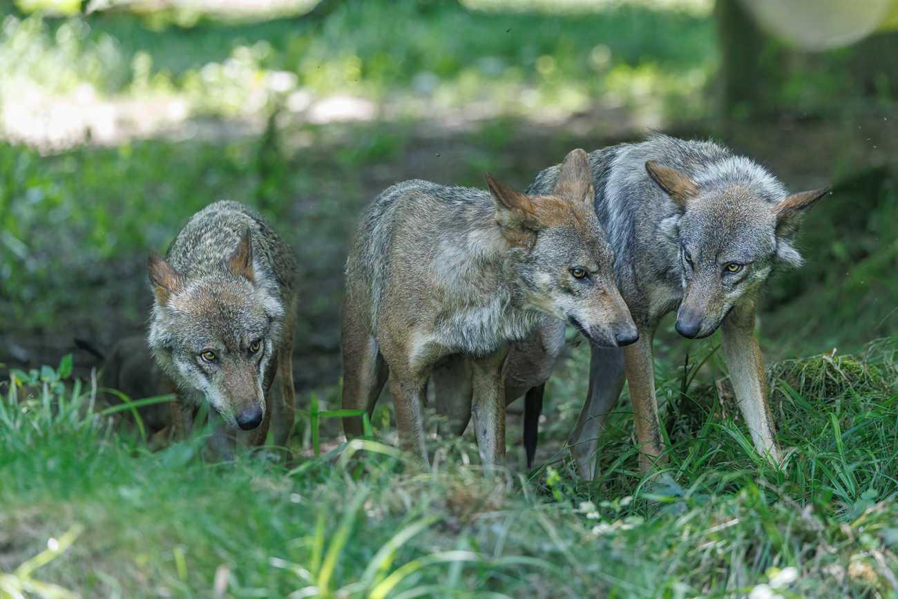 Eurasische Wölfe [Canis lupus lupus]