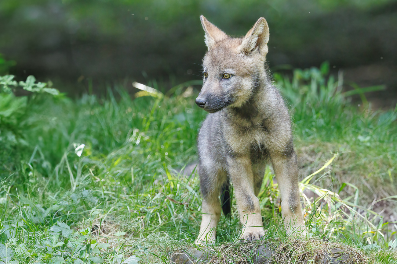 Der Nachwuchs ist besonders süß