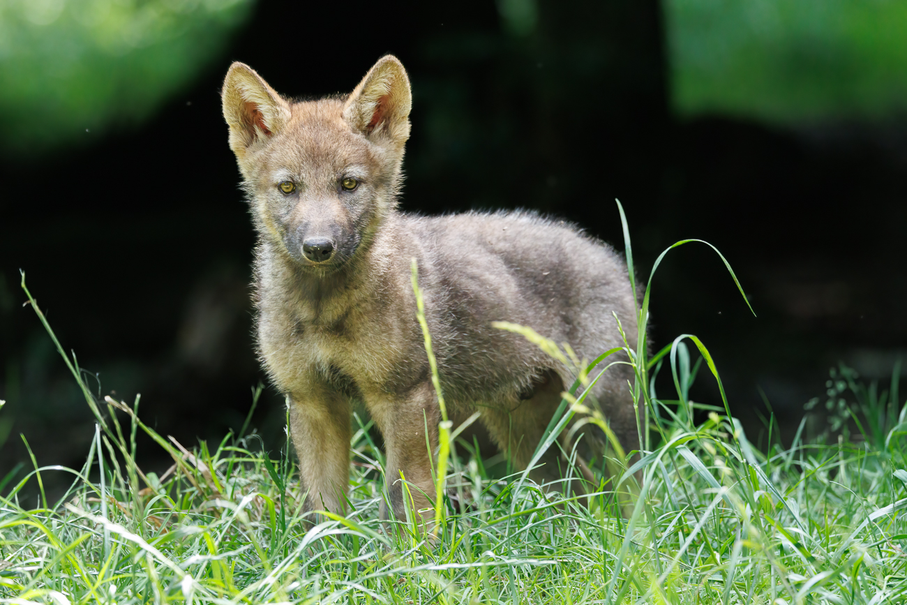 Neugieriges Jungtier ...