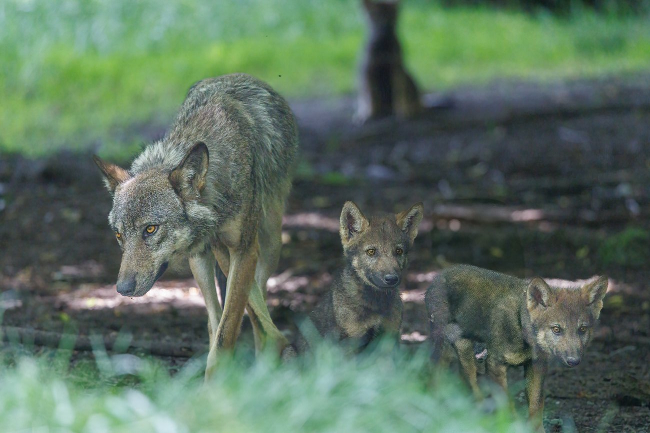 Hier mit einem adulten Tier
