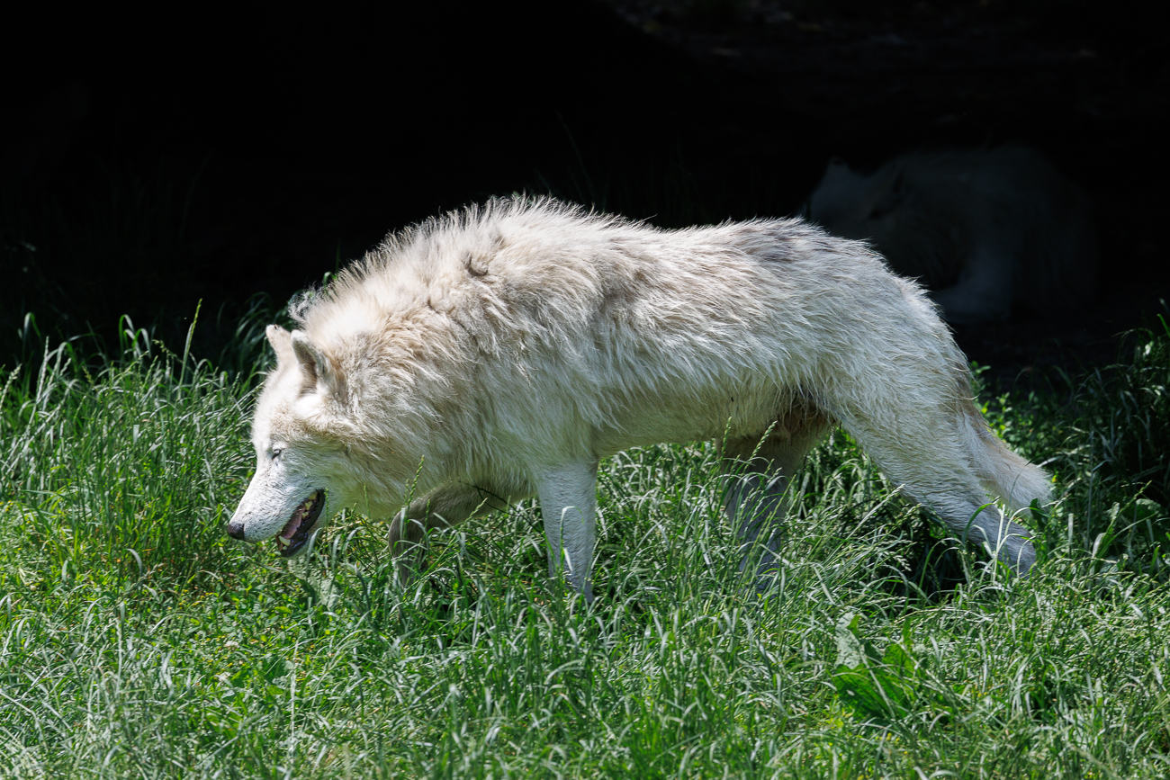 Auch Polarwolf oder auch Weißwolf genannt