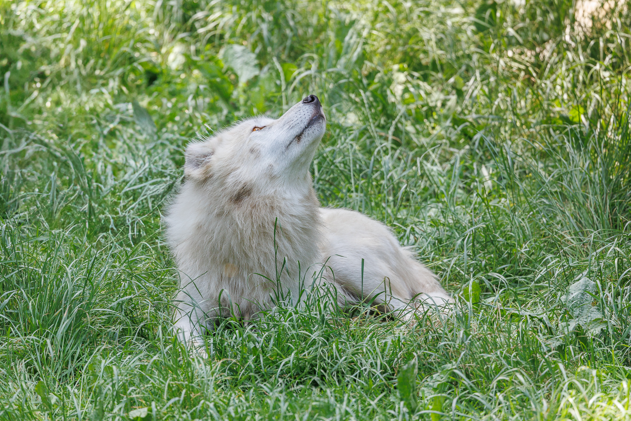 Was schreien denn die Vögel so laut