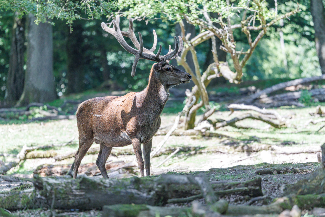 Stolzer Rothirsch [Cervus elaphus]