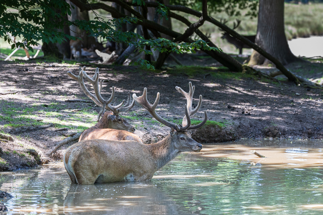 Abkühlung im Wasserloch