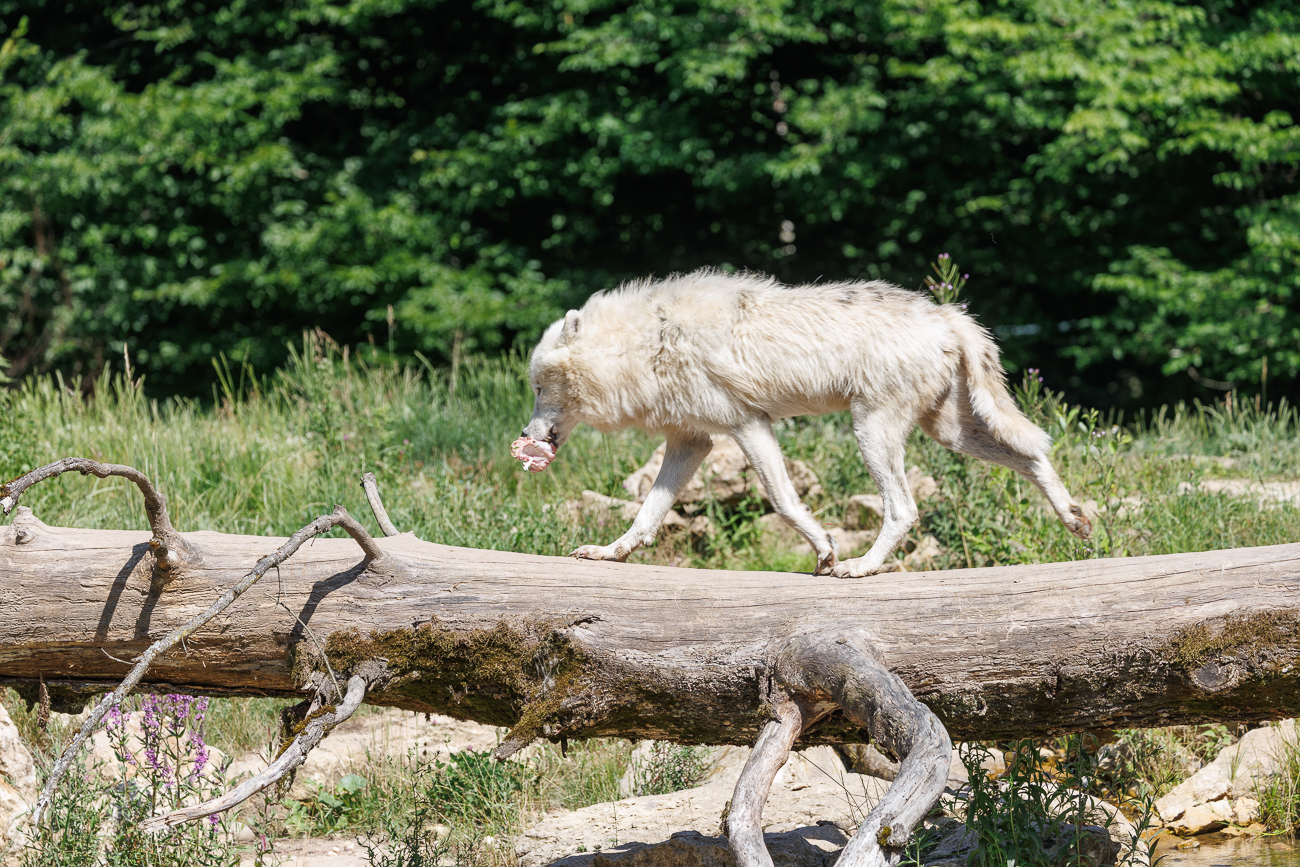 ... und bringt es in Sicherheit