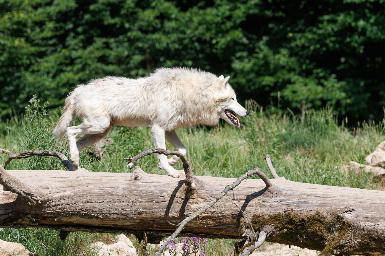 Rückweg nach dem Fressen