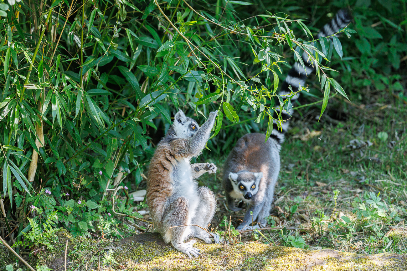 ... fressen sich an den Blättern satt