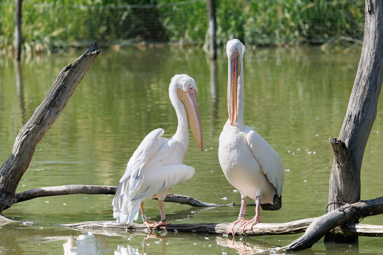 Rosapelikane [Pelecanus onocrotalus]