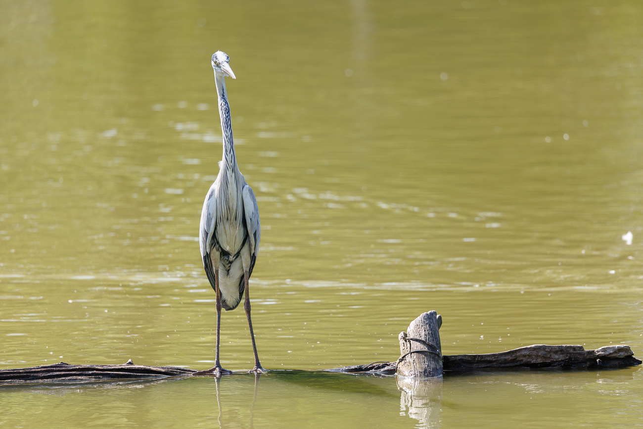 Graureiher [Ardea cinerea]