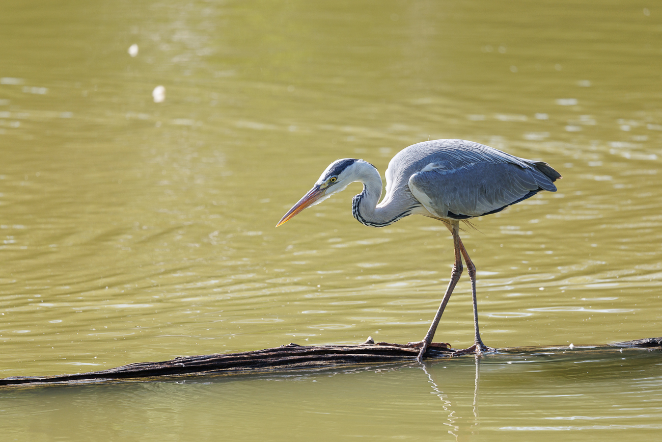 Graureiher [Ardea cinerea]