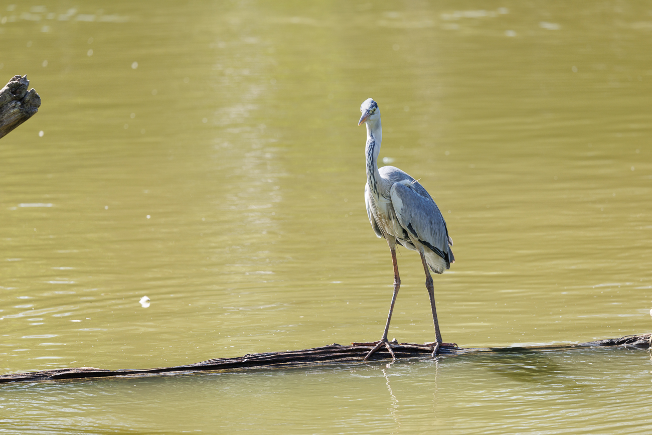 Graureiher [Ardea cinerea]