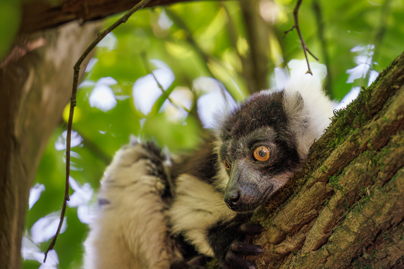 ... ist auch eine Lemurart ...