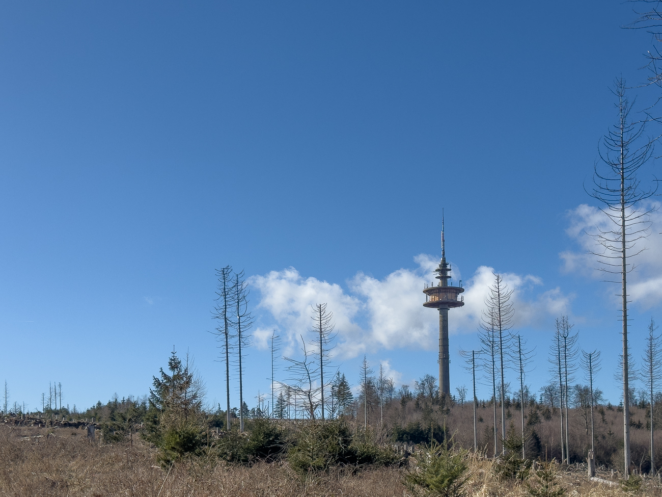 Die Hohe Wurzel ist ein 617,9 m ü. NHN hoher Berg im Taunus. Sie liegt in den Gebieten von Taunusstein im Rheingau-Taunus-Kreis und der kreisfreien Landeshauptstadt Wiesbaden in Hessen, ist Teil des Taunushauptkamms (Hoher Taunus) und die höchste Erhebung auf der Grenze des Rheingau-Taunus-Kreises mit Wiesbaden. Sie ist die dritthöchste Erhebung im Rheingau-Taunus-Kreis, nach dem Windhain (629,3 m) bei Wüstems und der Kalten Herberge (619,3 m).