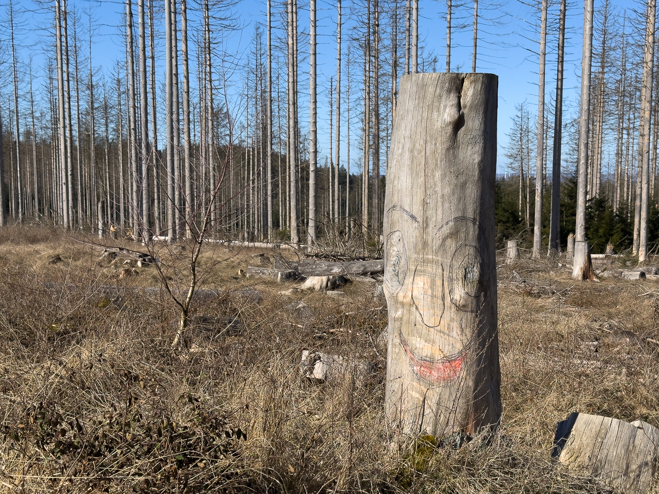 Bei dem Zustand des Waldes fällt einem das Lachen schwer :-(
