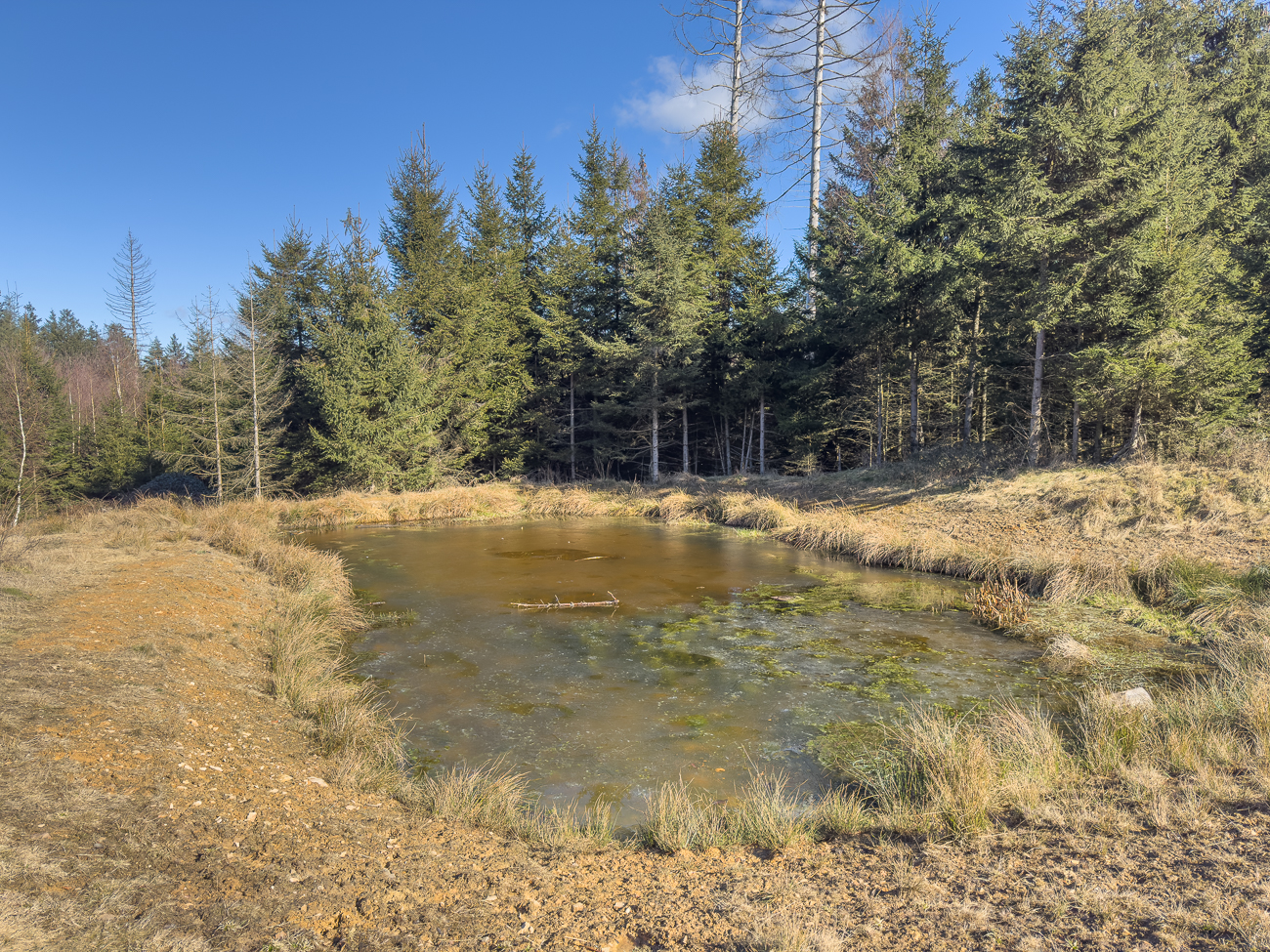 Teich mit noch leichter Eisschicht