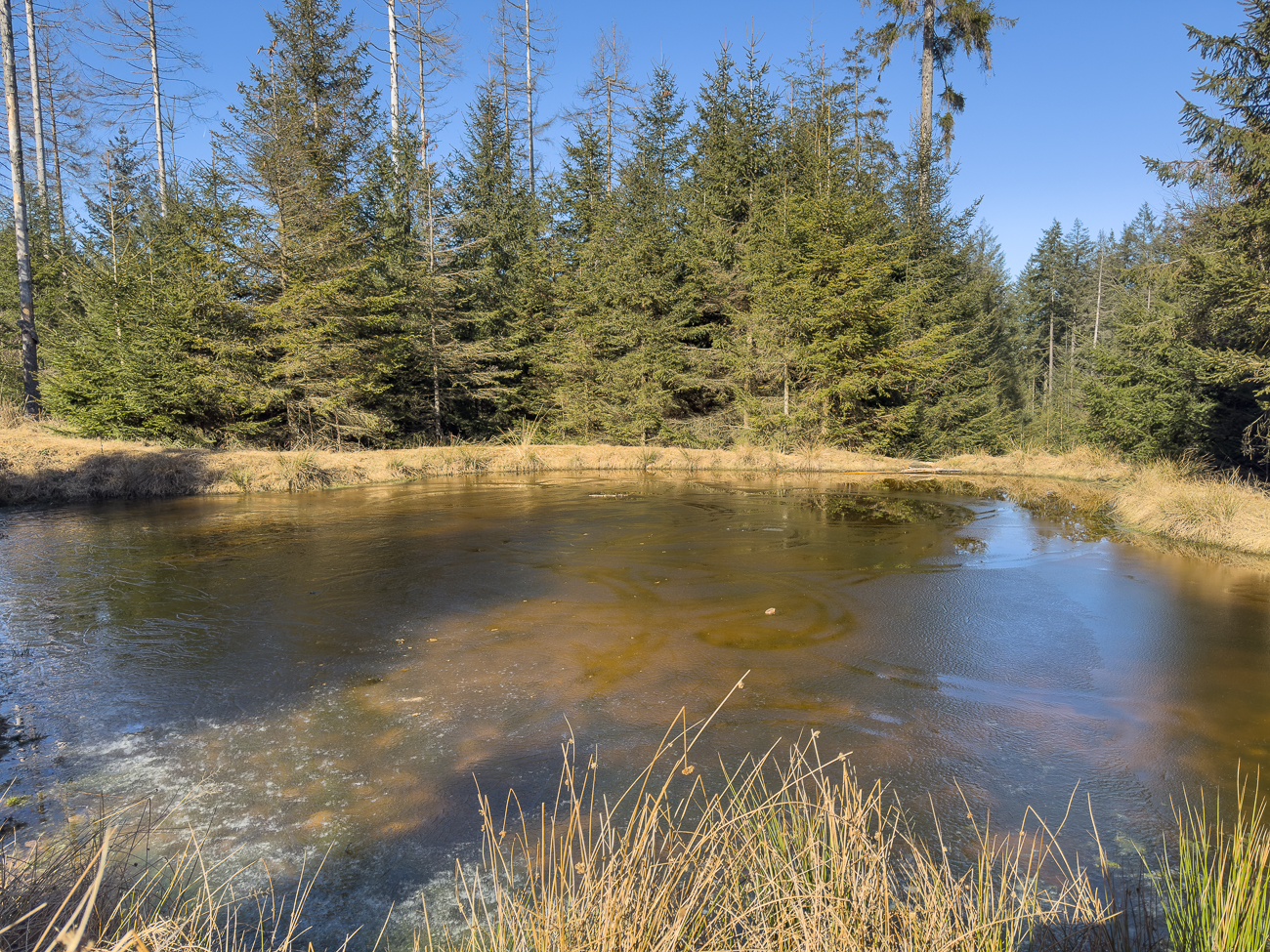 Noch ein Teich im Wald