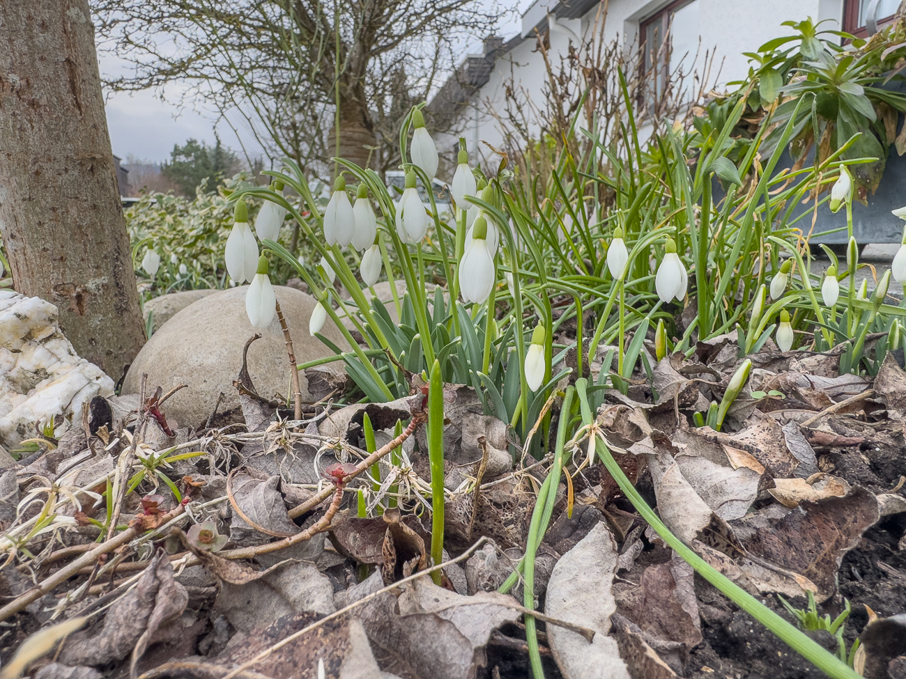 Echtes Schneeglöckchen [Galanthus nivalis]