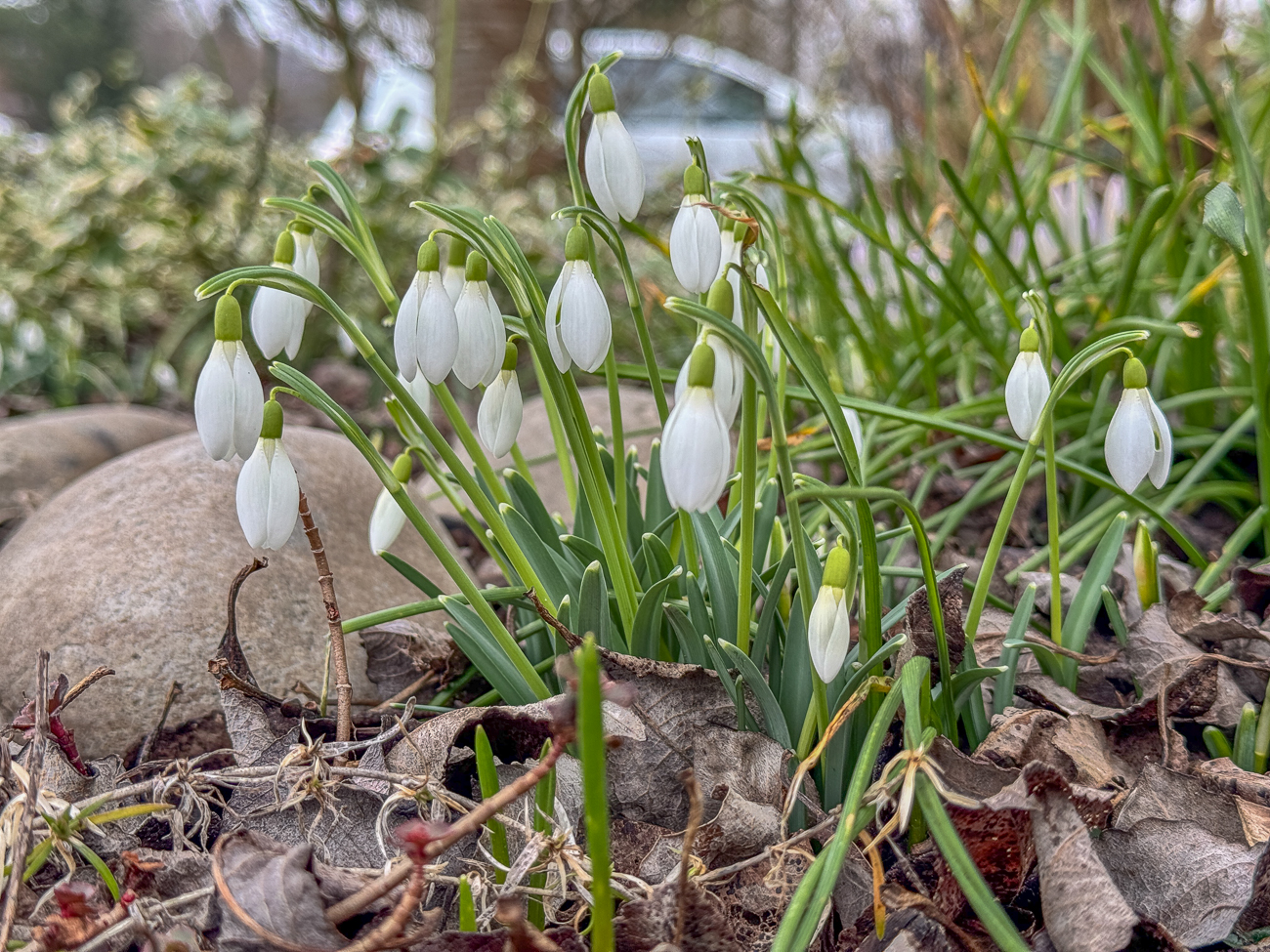 Echtes Schneeglöckchen [Galanthus nivalis]