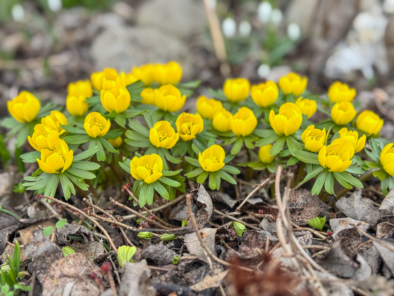 Winterling [Eranthis hyemalis]