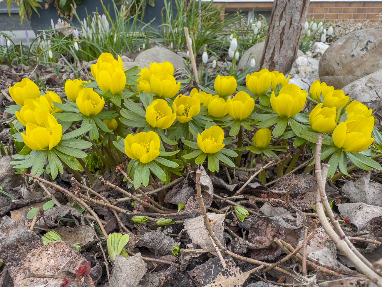 Winterling [Eranthis hyemalis]