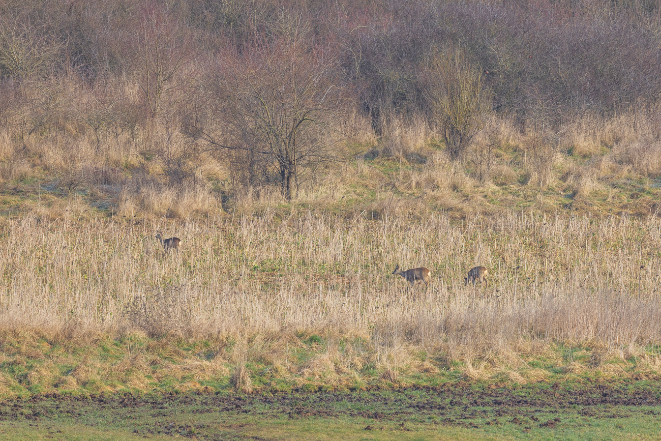 Im "Grünen Band" der ehemaligen Grenze leben zahlreiche Wildtiere ...