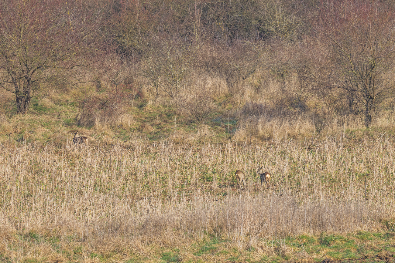 ... so wie diese Rehe