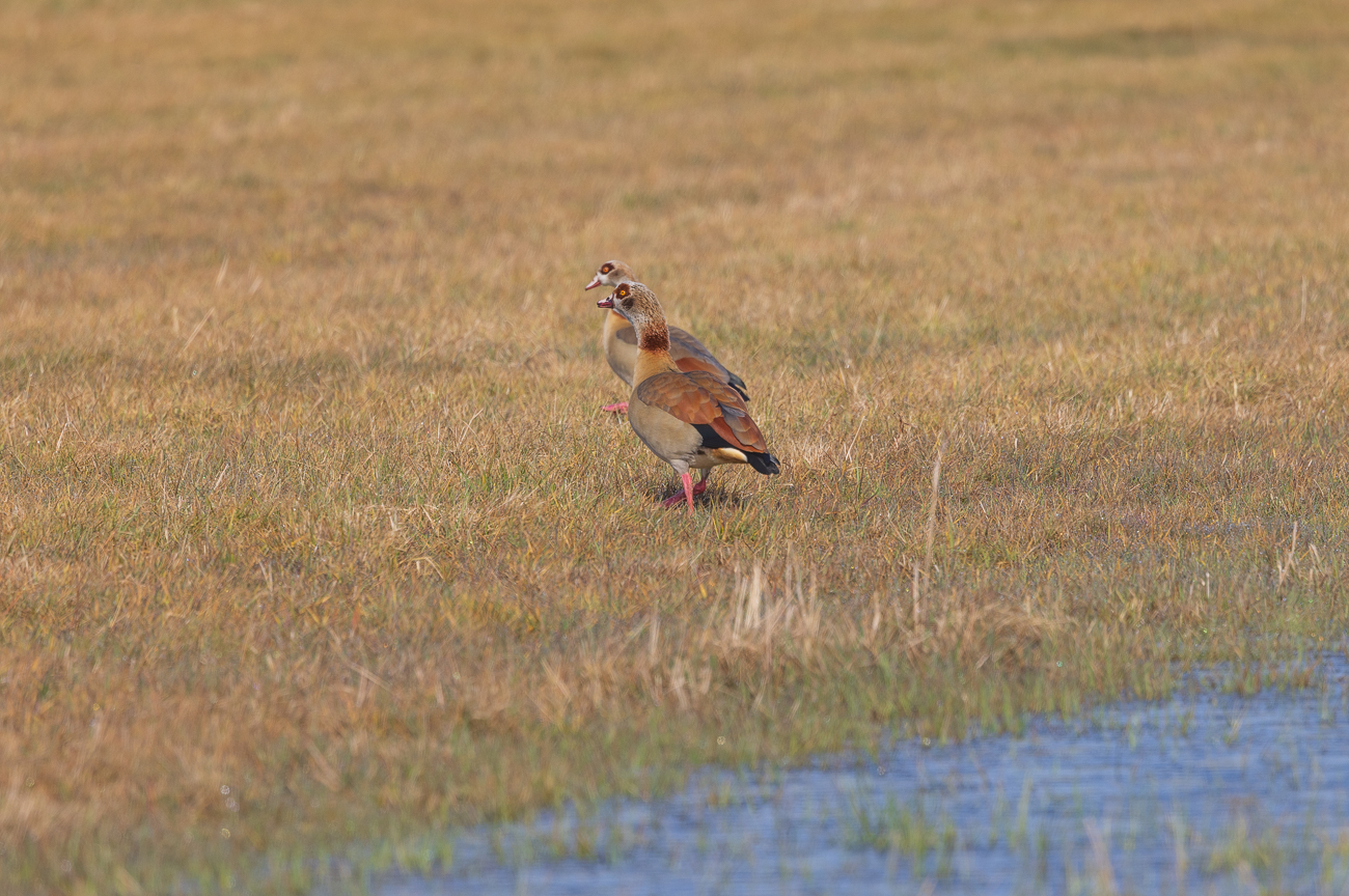Ein paar Nilgänse auf einem überfluteten Feld