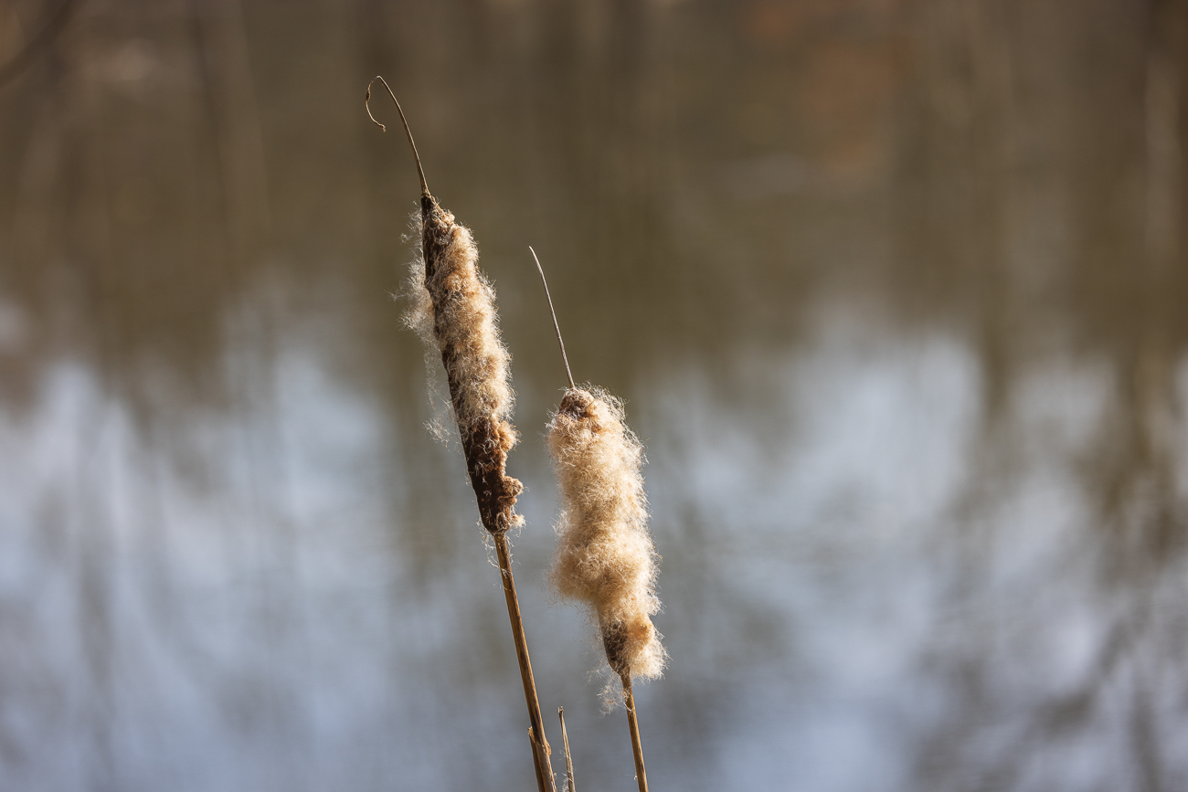 Breitblättriger Rohrkolben [Typha latifolia]