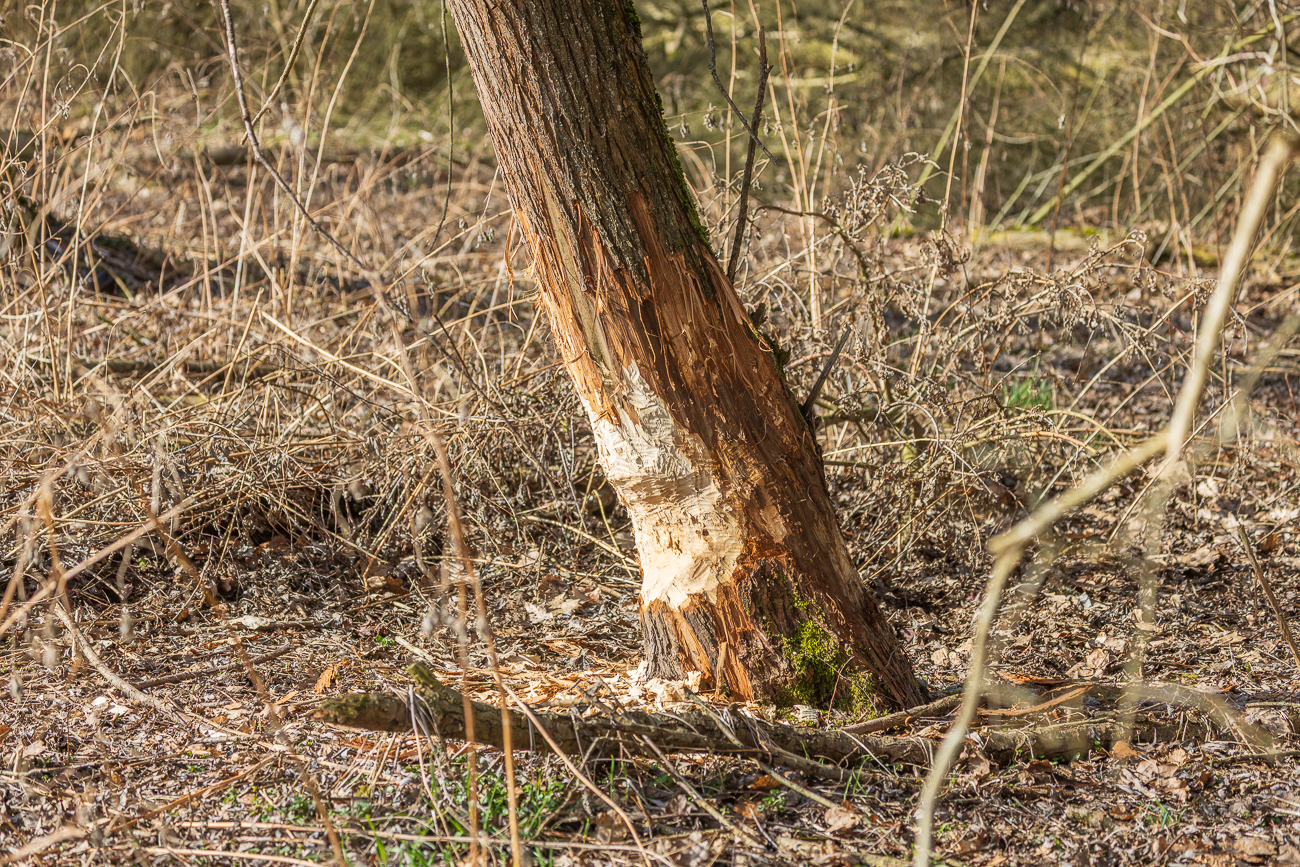 Hier war wieder ein Biber am Werk