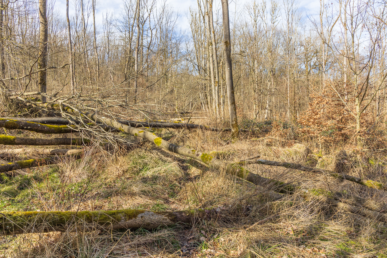 ... denn im Wald ging es hier nicht mehr weiter :-(