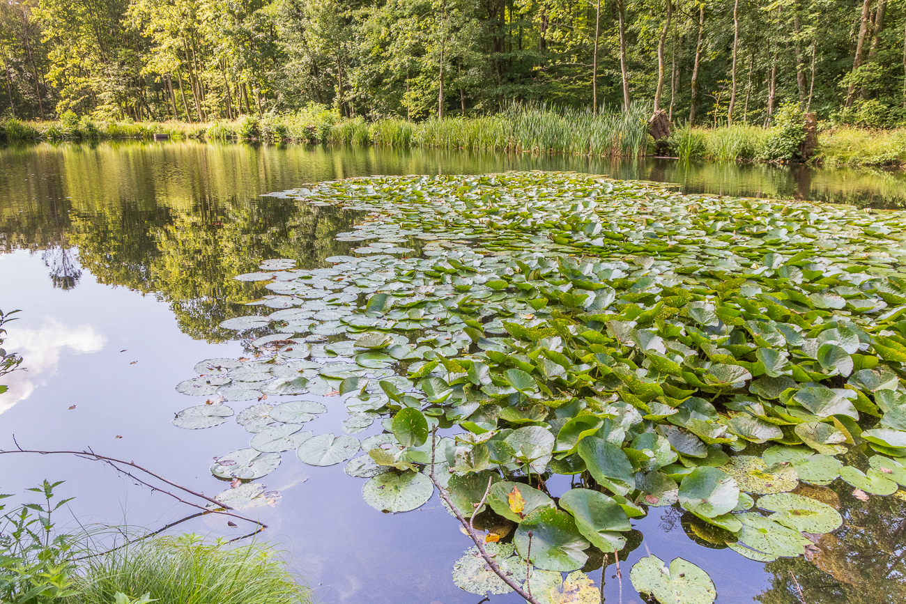 Seerosenblätter