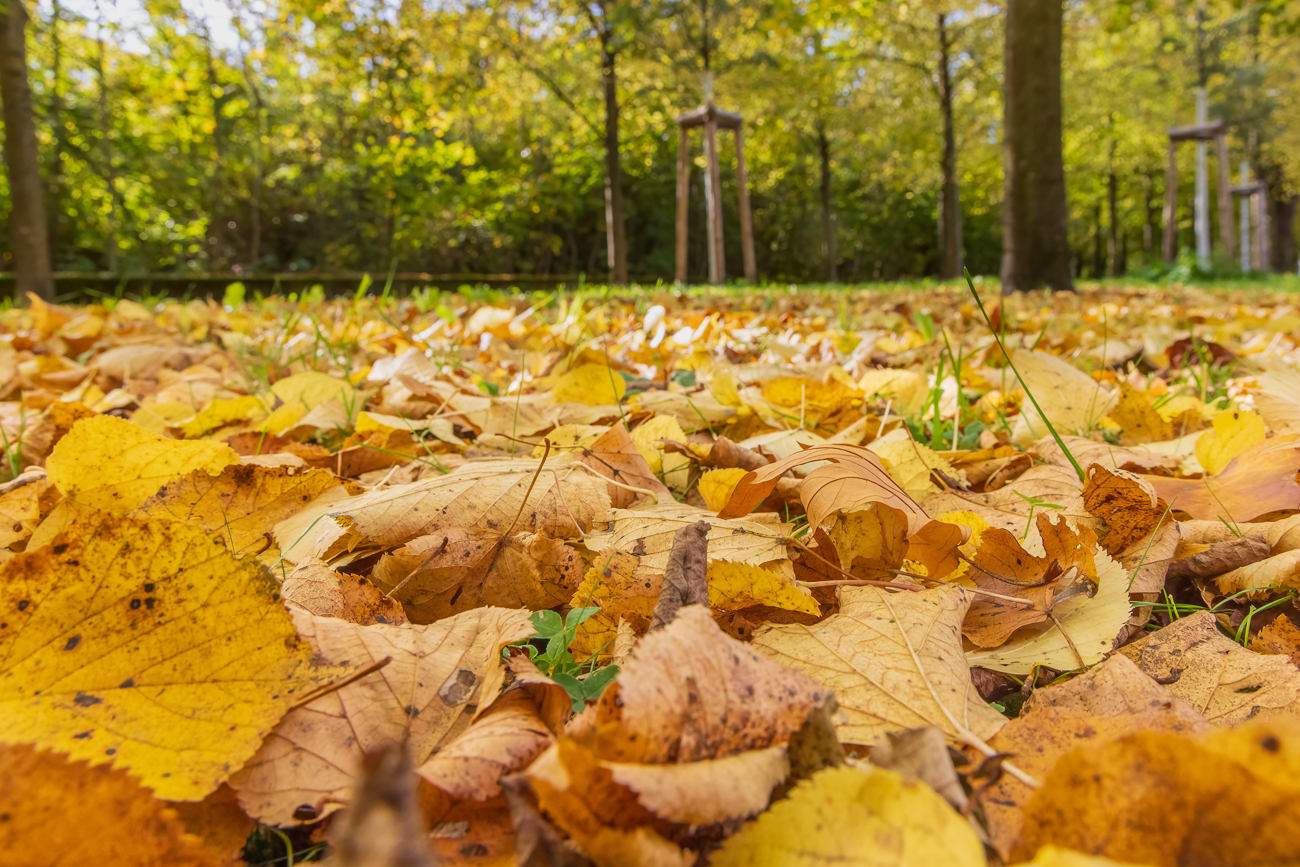 Herbstlaub