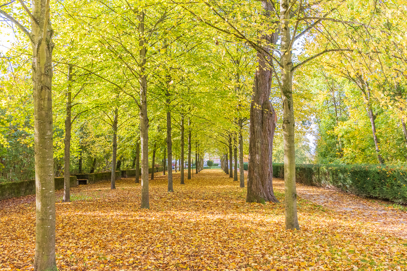 Allee im Schlosspark