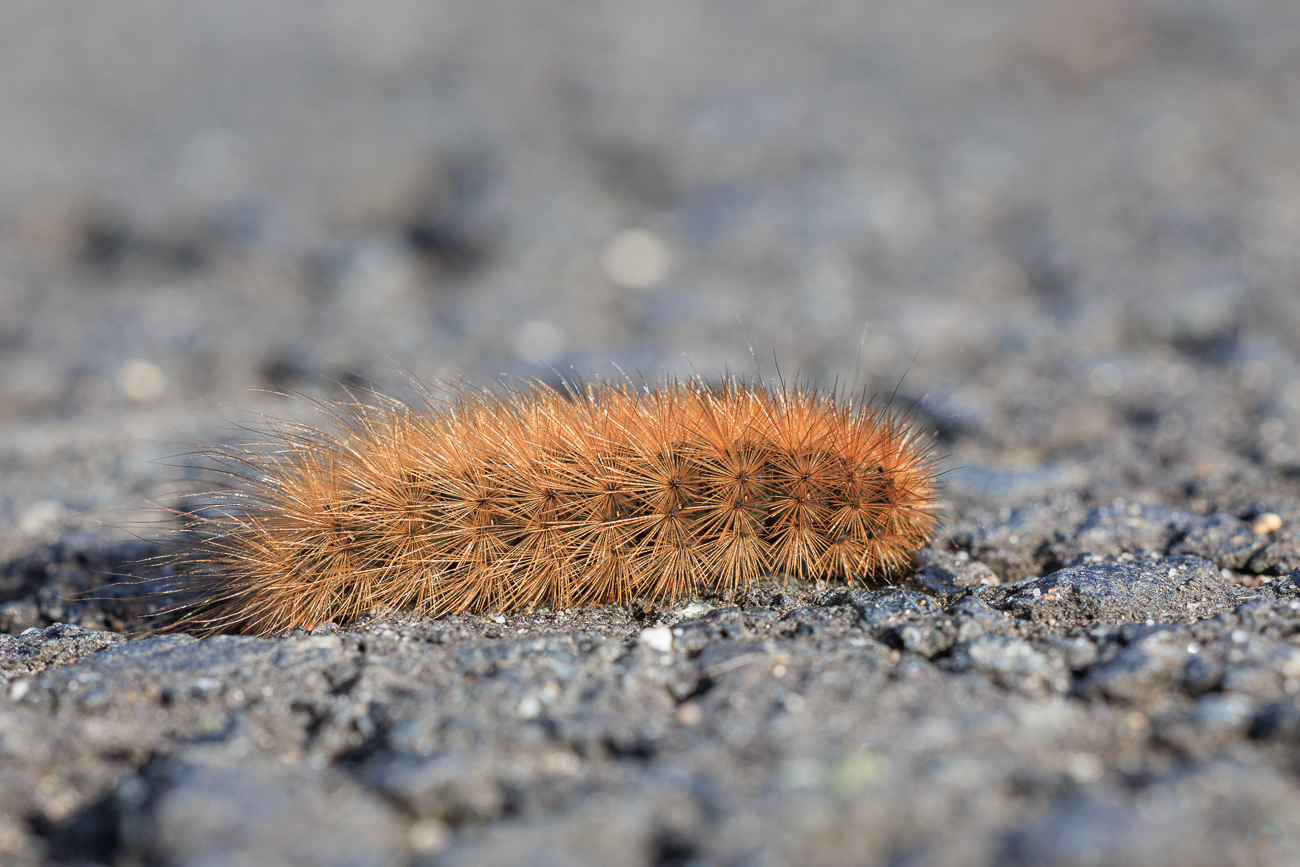 Vermutlich Raupe eines Zimtb&auml;rs [Phragmatobia fuliginosa]