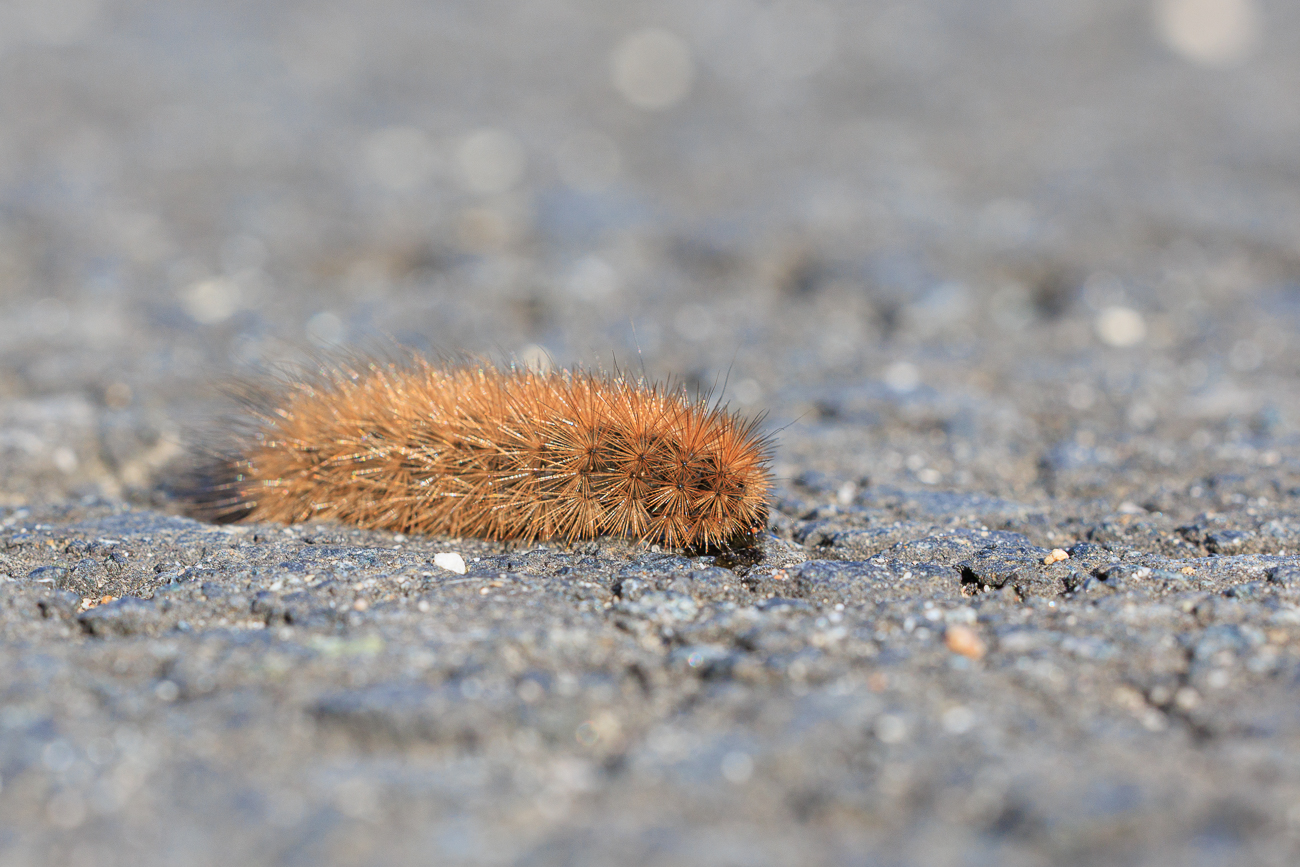 Vermutlich Raupe eines Zimtb&auml;rs [Phragmatobia fuliginosa]