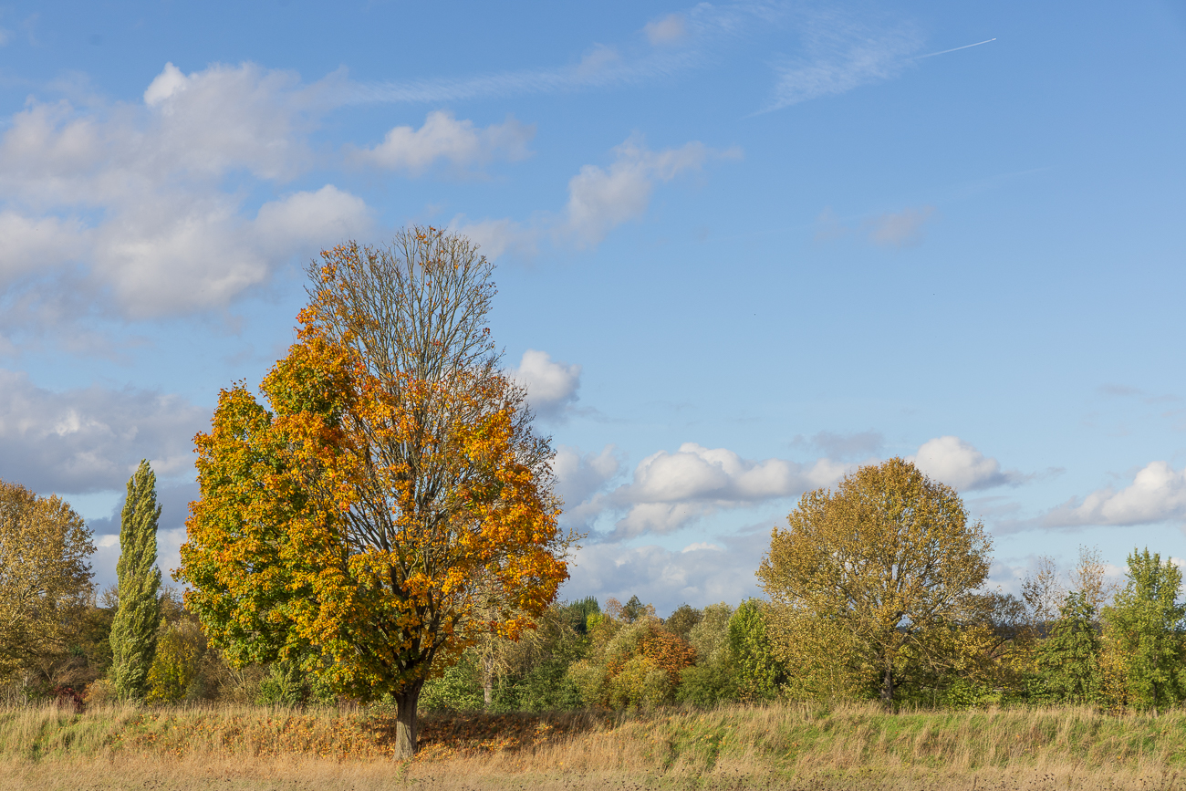Herbstlicher Spitz-Ahorn [Acer platanoides]