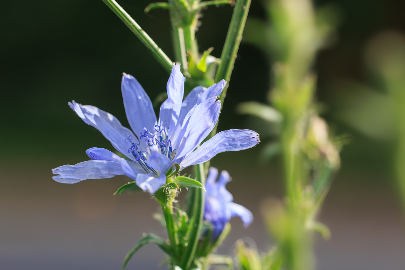 Wegwarte [Cichorium endivia]