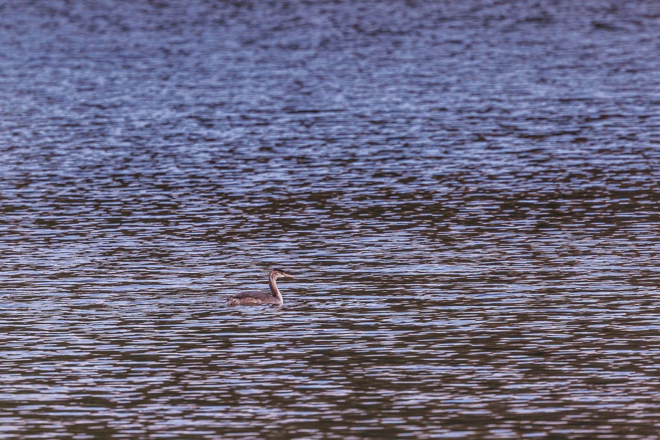 ... deshalb sind die Bilder stark vergr&ouml;&szlig;ert