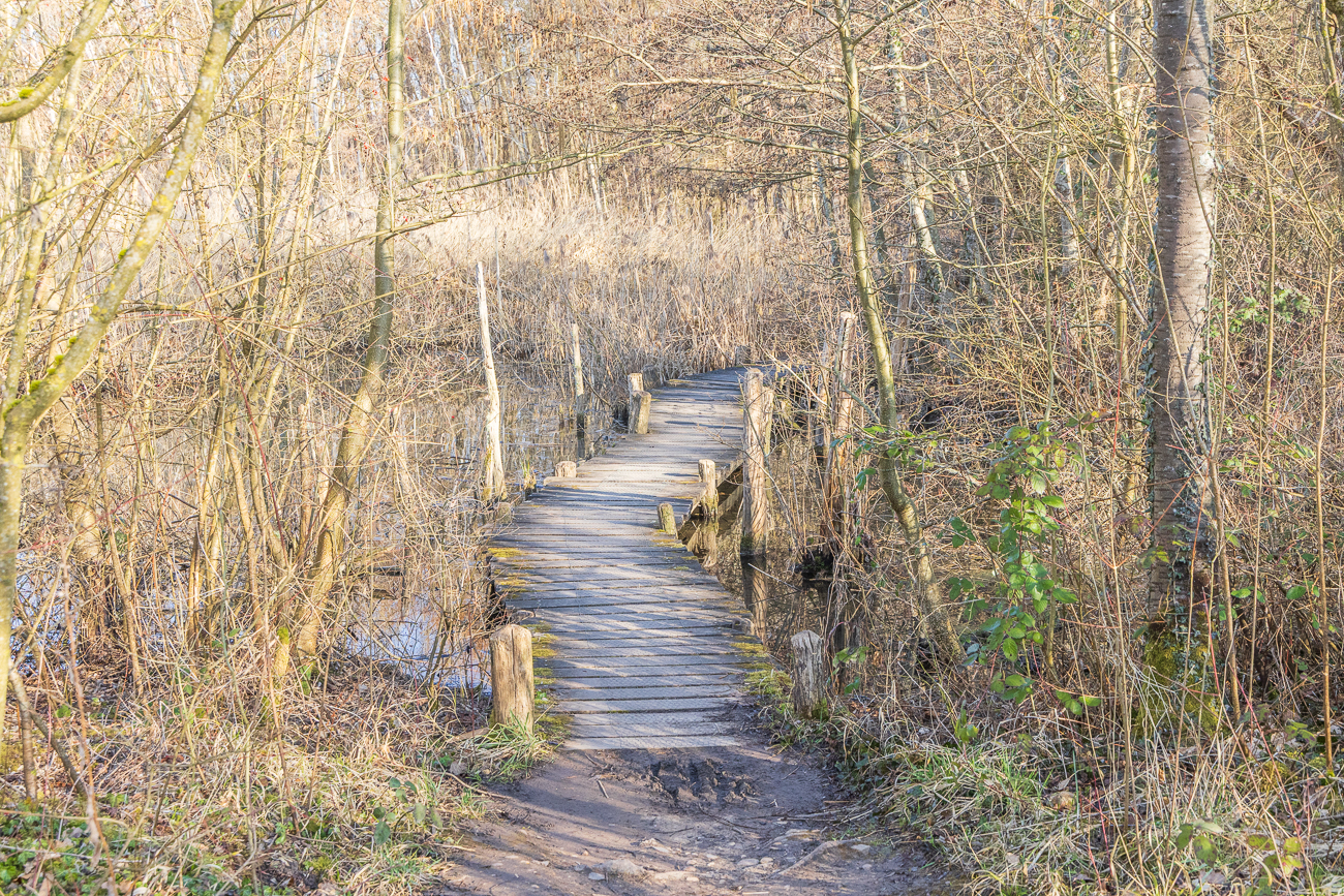 Holzbohlenweg durch das Haff