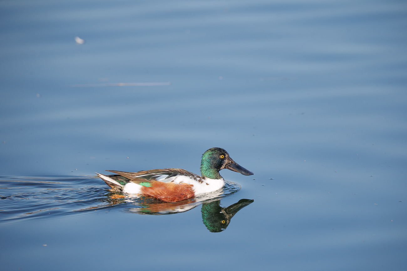 Männliche Löffelente [Spatula clypeata]