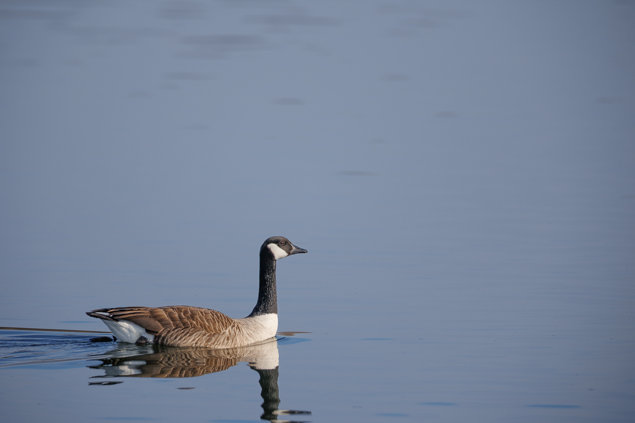 Kanadagans [Branta canadensis]