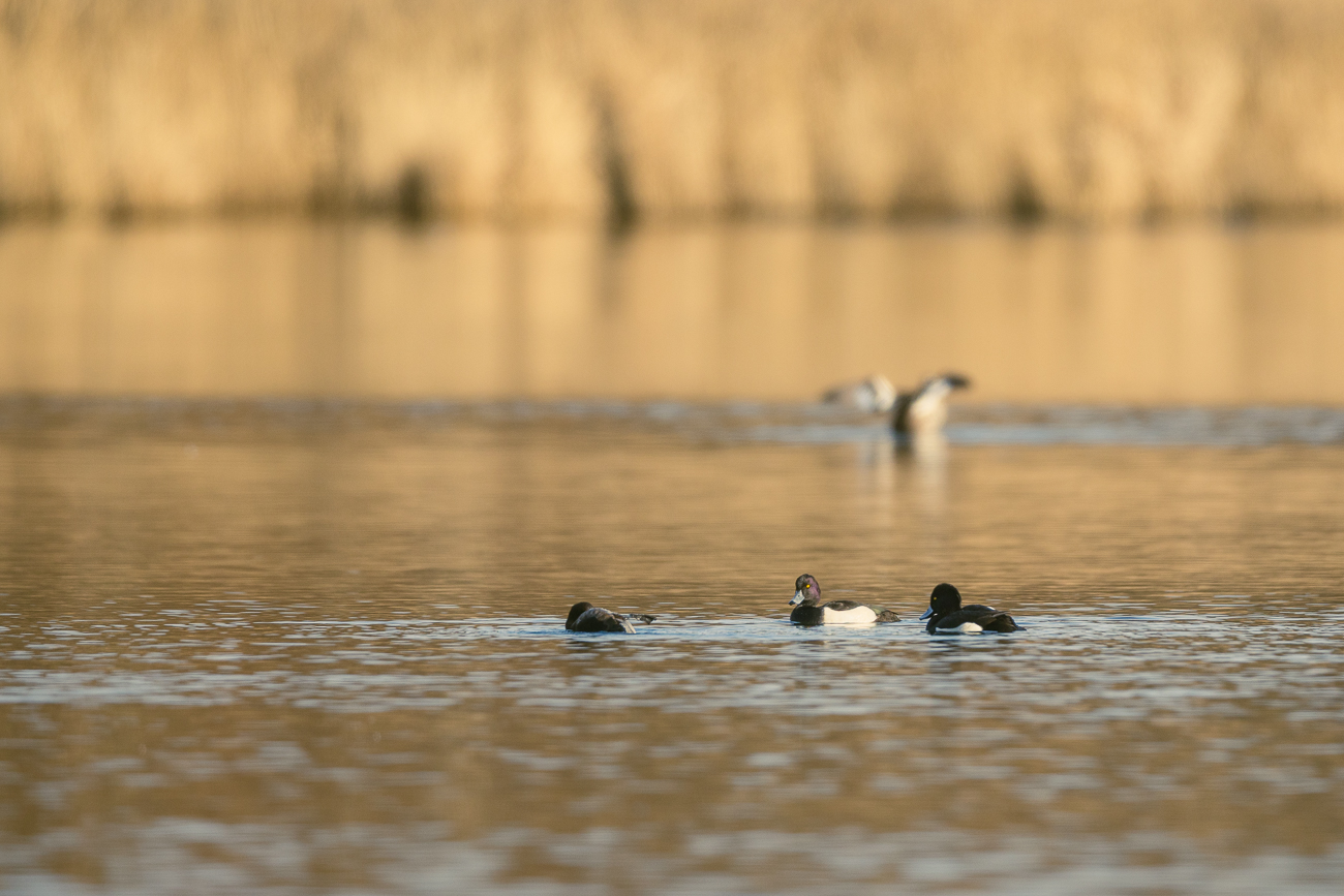 Reiherenten [Aythya fuligula]
