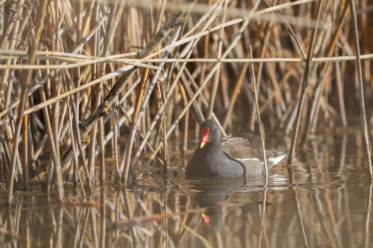 Teichhuhn [Gallinula chloropus]